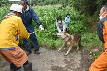 【速報】14日から逃走中のオオカミ犬捕獲　南房総市の畑で　飼い主男性「迷惑掛け申し訳ない」
