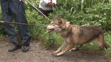 ペットの“オオカミ犬”逃げ出す　警察など30人 捕獲の一部始終