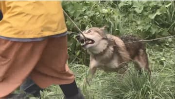 近隣住民「怖くて出られない」「夜は戸締り」逃げ出したペットの“オオカミ犬”の捕獲大作戦