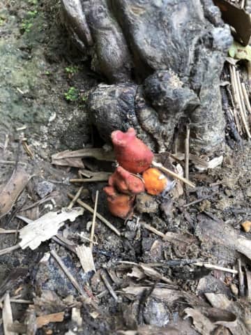 皮膚ただれる危険も…公園に毒キノコ「カエンタケ」　ナラ枯れ被害木の根元　千葉・茂原市が注意喚起