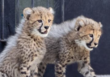「6頭は元気いっぱい」　チーターの赤ちゃん、9月27日に公開へ　千葉市動物公園