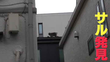 西日暮里に「サル」 千葉から来た個体か？都内北部を転々…