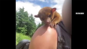 山林で謎の珍獣“キンカジュー”と遭遇　ペット店逃げ出し 警察が保護