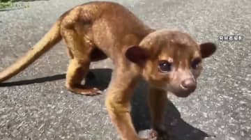 「めっちゃついてくるやん」林道で遭遇した謎の動物“キンカジュー”とは？ 人になつくが注意点も