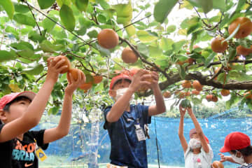 おいしそう！手伸ばし豊作に笑顔　学校で育てた梨収穫　いすみ・古沢小3年生