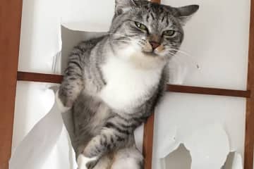 猫が障子破っちゃった瞬間！スター猫たちの衝撃SHOTS