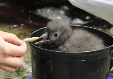 巣立ちへ、すくすく成長　海鳥「エトピリカ」のひな　鴨川シーワールドで10月公開予定