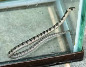 自宅玄関脇に幻のヘビ　いすみ「シロマダラ」発見