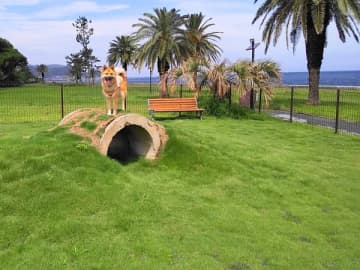 海が見える緑のドッグランも気持ちいい！愛犬と楽しむ宿「じゃぱり館山」@館山