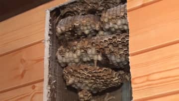 スズメバチ駆除の最前線　各地で襲来　高校生も被害