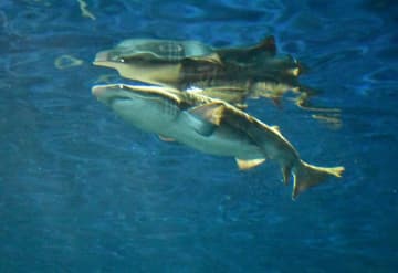 シロワニ赤ちゃん公開　茨城県大洗水族館
