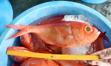 銚子港水産まつり今年もネット開催　キンメなど新鮮魚販売