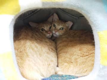 新猫さんの仲間入り～第３９回～