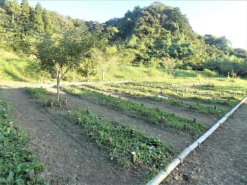 返礼品は「森のお墓」　ふるさと納税100万円で　苗木が墓標、いつか森に　長南町