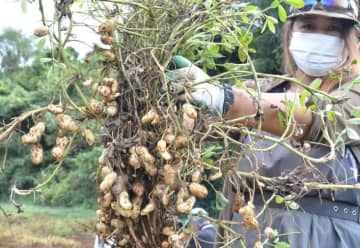 千葉県名産、落花生の収穫ピーク　「例年よりいい状態」　山武のワタミファーム
