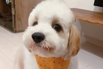 妖怪顔も！ウィンクも！スター犬の衝撃カット15