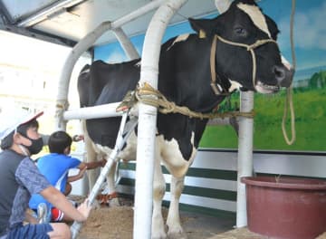 校庭に牛が来た！　4年生酪農体験、牛乳のありがたみ実感　船橋・薬円台小
