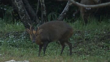迷惑 キョン 大量発生で被害 4万頭 千葉から東京に接近 チバテレ プラス
