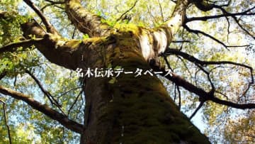 銘木総研が「名木伝承データベース」を公開　「名木伝承の日」記念日の11月1日に“いわれ”を紹介