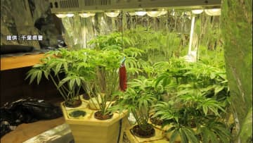 販売目的で大麻草栽培の疑い　大麻所持で逮捕の男ら3人　千葉・松戸市