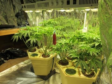 松戸市内の戸建で大麻栽培か　千葉県警、男3人再逮捕　植物48本のうち8本確認