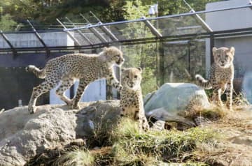 6匹の「チビーター」人気者に　6月生まれ、千葉市動物公園