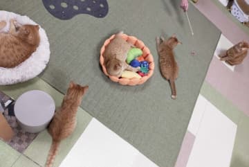 たまゆらの茶トラ軍団～第４１回～