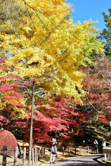 モミジやイチョウ鮮やか　紅葉見頃　成田山公園