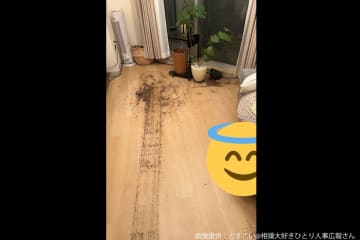 帰宅後の我が家、とんでもない事故現場に…　2秒で分かる犯人が微笑ましすぎる