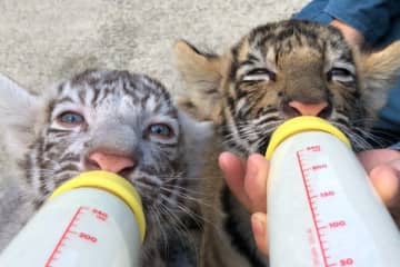 香川で生まれた双子のトラちゃんが茶色＆ホワイトで可愛すぎ