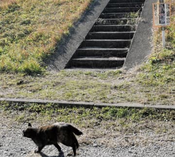 河川敷に猫6匹の死骸　腹部など切り裂かれたような状態　箱の上に並べられ　市川