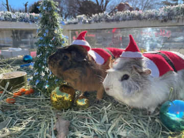 モルモットがサンタに変身！？　かわいいクリスマスパーティー、来場者に癒やし　成田ゆめ牧場