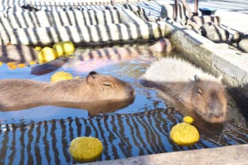 冬至にぽかぽか　カピバラ一家ゆず湯満喫　アロハガーデンたてやま
