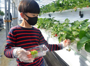イチゴ狩りシーズン到来　対策しっかり、摘みたて30分間食べ放題！　千葉・東金の道の駅
