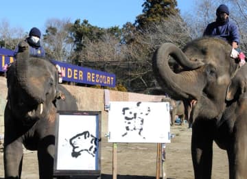 新年祝い上手に「寅」描く　ゾウの4姉妹、書き初めも　市原ぞうの国