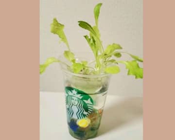 スタバの空き容器で水耕栽培やってみた！「おうちグリーン」にはまりそう。
