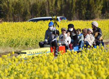 鴨川に早くも春の気配　3万3千平方メートル、一面に菜の花　菜な畑ロードオープン