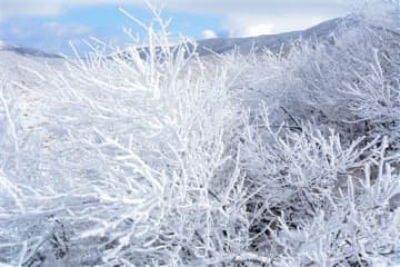 【白い花】烏帽子岳登山道の低木に付いた霧氷。陽光で輝いていた。奥は中岳＝南阿蘇村