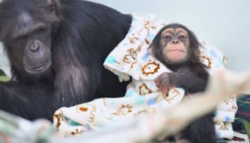 毛布にくるまって暖かそうな2歳のチンパンジー、モコイチ（右）。母親のモコが見守る＝14日午前、沖縄市・沖縄こどもの国（下地広也撮影）