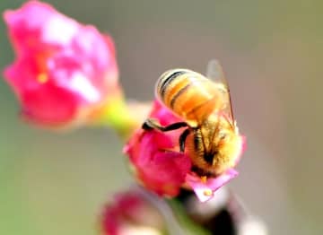 宜野湾市・嘉数高台公園のサクラ。花の蜜を吸おうとミツバチがかくれんぼ。頭隠して…。ハッチくん、はっきり見えてるよ＝14日