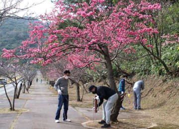 桜まつり準備着々　沖縄・八重岳で約7000本が見頃　22日から