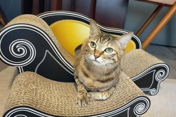 猫さんのお留守番～第４５回～
