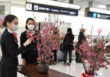 沖縄から一足早い春の便り　成田空港　「琉球寒緋桜」鮮やかに