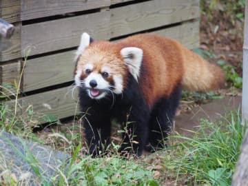 千葉市動物公園のレッサーパンダ「ライム」、群馬・桐生へ　新天地で繁殖目指す　21日に送る会開催