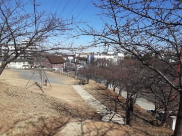 【まもなく満開！】河津桜の隠れた名所、松ヶ崎城跡（北柏）で一足先に春を