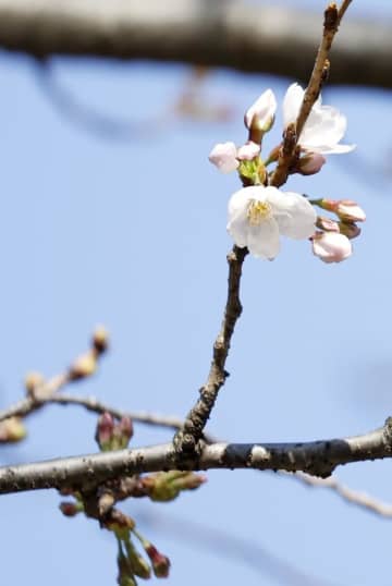 桜開花、平年並み予想　20日の東京から全国へ