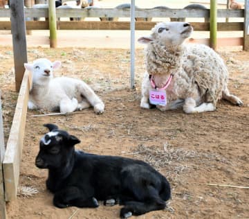 「天使のようなかわいさ」　ヤギ、ヒツジの赤ちゃんお披露目　成田ゆめ牧場