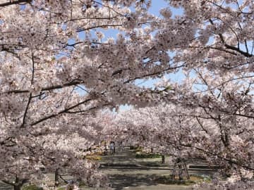 【千葉エリア】地域特派員がおすすめする“桜を楽しめる場所”5選