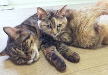 猫の医療費～第４９回～