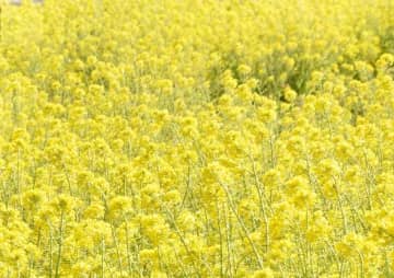 ＜まん延防止解除決定＞千葉県の宿泊優待「とく旅」が24日再開　GoToイートの認証店限定券、新規販売も